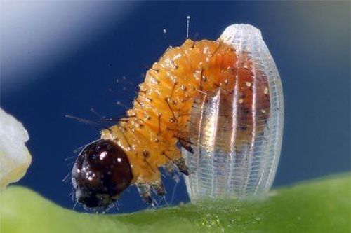 Khoảnh khắc sâu hóa bướm hiếm gặp