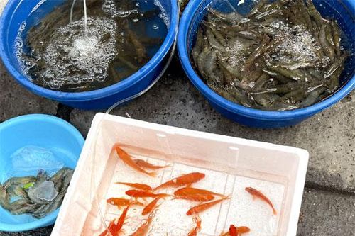 Nhộn nhịp phiên chợ Tết ông Công ông Táo, giá hàng hóa thiết yếu ổn định