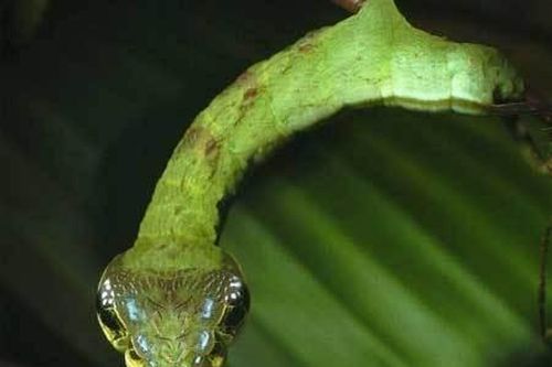 Sâu bướm giả rắn để thoát khỏi kẻ thù