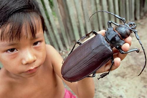 Những 'kẻ khổng lồ' trong thế giới côn trùng