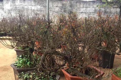 Lái xe lên núi, vào tận bản sâu lùng cây nhất chi mai về chơi Tết