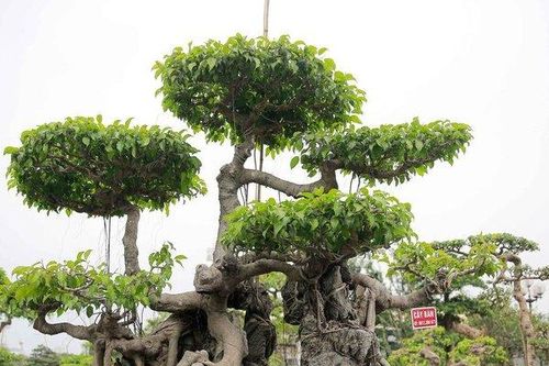 Sanh cổ ôm đá thế đẹp 'lạ', hút đại gia chơi cây cảnh đến chiêm ngưỡng