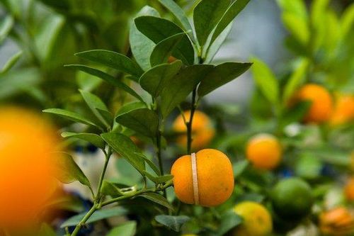 Quất hồ lô độc đáo, 'cháy hàng' dịp Tết