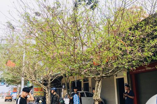 Mê mẩn những 'cụ' đào, gốc quất cao trên 5m giá hàng chục triệu đồng