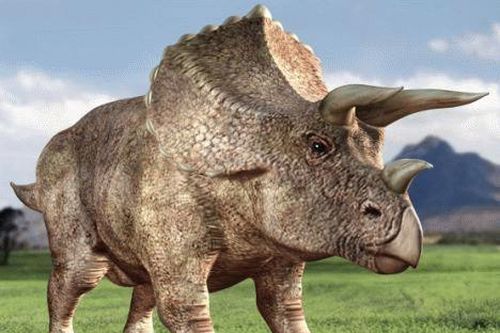 Khủng long ba sừng Triceratops chưa bao giờ tồn tại?
