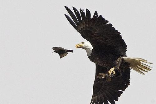 Cú đột kích trên không của đại bàng đầu trọc
