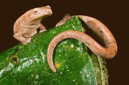 Những sinh vật kỳ quặc ở rừng mưa Ecuador