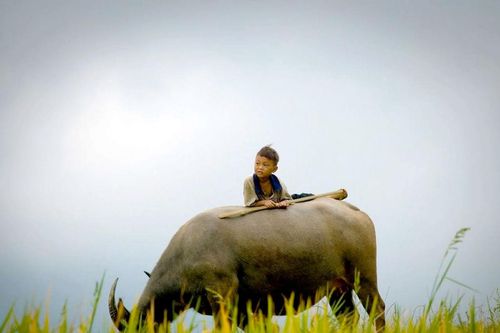 Hình ảnh con Trâu trong ngôn ngữ tục ngữ, ca dao Việt Nam