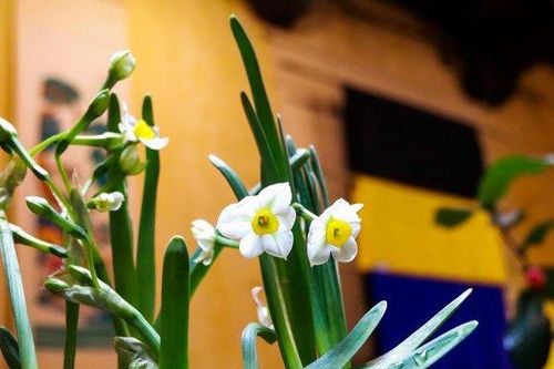 Thú chơi 'đĩa ngọc, chén vàng' dịp Tết người Hà Nội