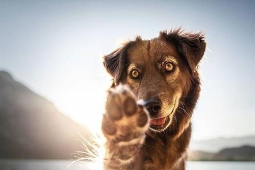 Những bức ảnh tuyệt đẹp, vô cùng đáng yêu của hai chú chó Yuri và Finn