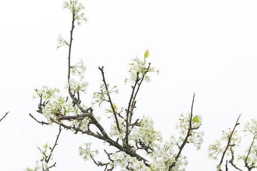 Hoa lê giá vài triệu đồng xuống phố đón xuân