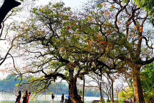 Hà Nội lãng mạn mùa lộc vừng thay lá