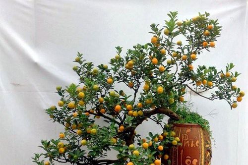 1001 thắc mắc: Làm thế nào để tái sinh quất cảnh sau tết?