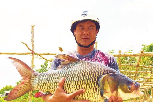 Xóm lặn 'độc nhất' miền Tây, bắt cá hô 'khủng' 200 kg
