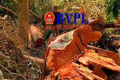 Khởi tố vụ phá rừng quy mô lớn ở khu bảo tồn thiên nhiên Ea Sô
