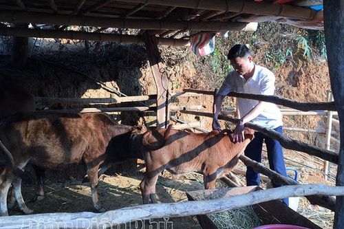 Phòng bệnh cho gia súc ở Ðiện Biên Ðông