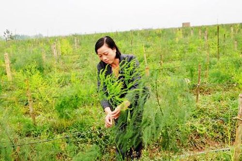 Măng tây Thái Bảo tự tin nhờ sản xuất sạch