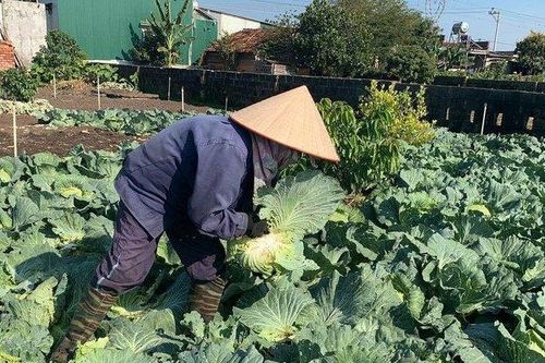 Người dân phá bỏ hàng trăm tấn rau, củ vì rớt giá không bán được