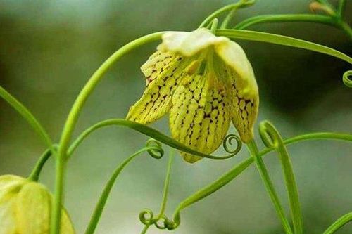 Lạ lùng cây cỏ biết ngụy trang để trốn người hái