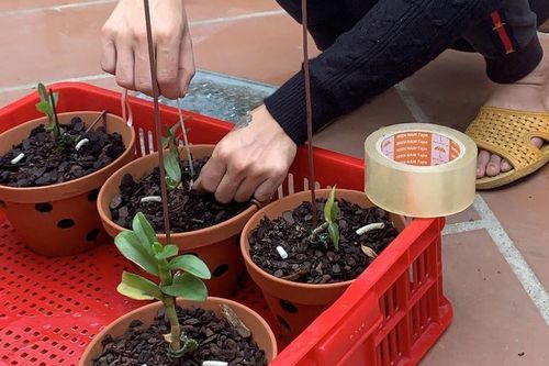 Khởi tố, bắt giam 5 đối tượng trộm lan đột biến
