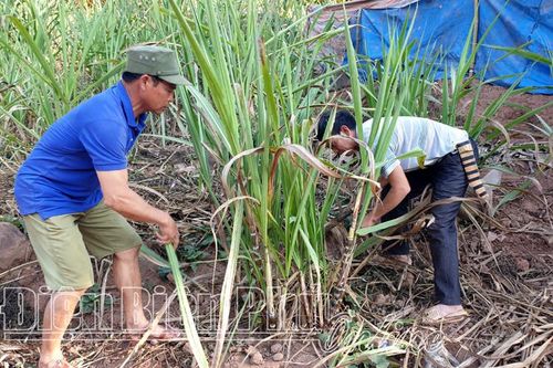Hiệu quả công tác phối hợp đào tạo nghề
