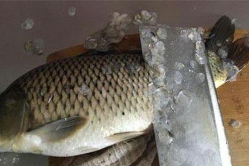 5 bộ phận cực tanh ở cá khi chế biến cần loại bỏ ngay