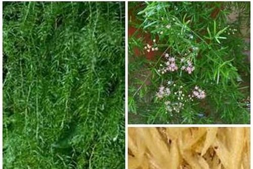 Thuốc từ cây thiên môn