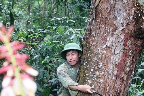 Gã 'lâm tặc' hoàn lương và tâm nguyện bảo vệ quần thể lim cổ thụ