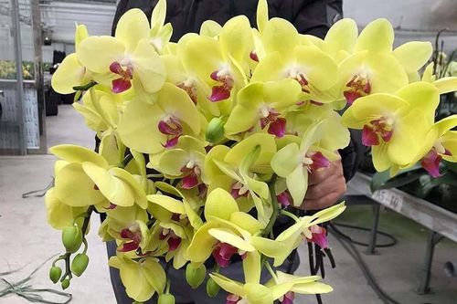 Lan hồ điệp rẻ chưa từng có, gom cả bó tặng vợ 8/3