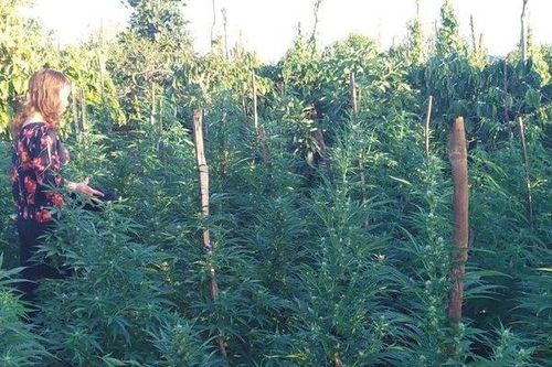 Một hộ dân trồng hàng trăm cây cần sa trong rẫy cà phê