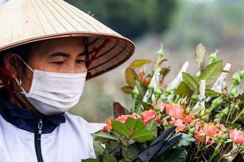 Hà Nội: Nông dân tất bật thu hoạch hoa phục vụ ngày 8/3