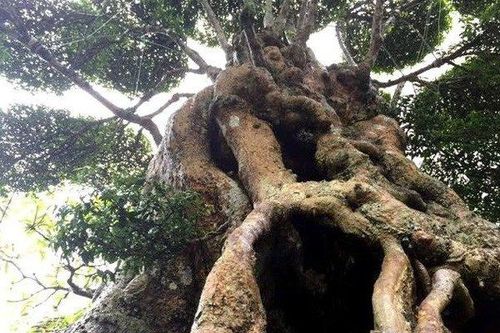 Ngắm cây mai chiếu thủy thế 'khủng' được trả tiền tỷ, chủ nhân 'kiêu' không bán