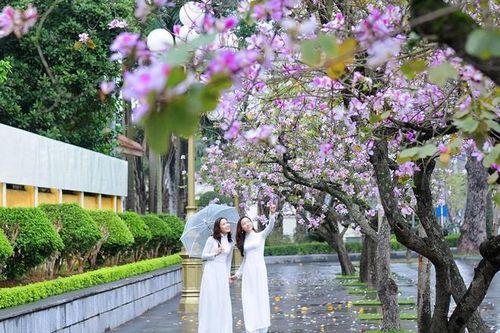 Nên chăng cho người dân nghỉ 1 ngày để ngắm hoa ban nở?