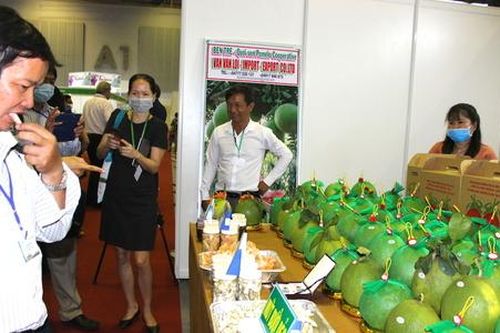 Tính chuyện đường dài cho xuất khẩu bưởi