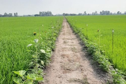 An Giang tập trung tốt vụ hè thu 2021