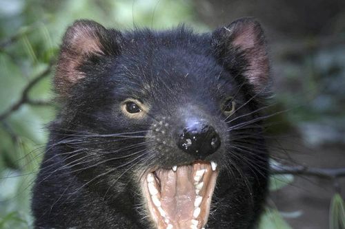 Bí ẩn quỷ Tasmania chết hàng loạt ở Australia