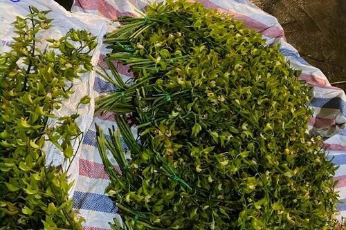 Loài lan quý chỉ nhà giàu mới dám chơi, nay đổ đống bán rẻ như rau