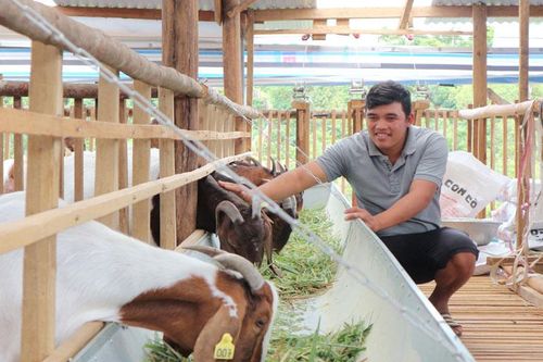 Cựu chiến binh trẻ làm giàu từ dê Boer