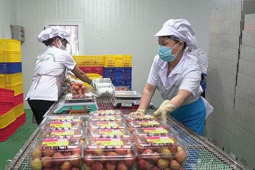 Chuyển đổi số, xuất khẩu trực tuyến hàng Việt ra toàn cầu