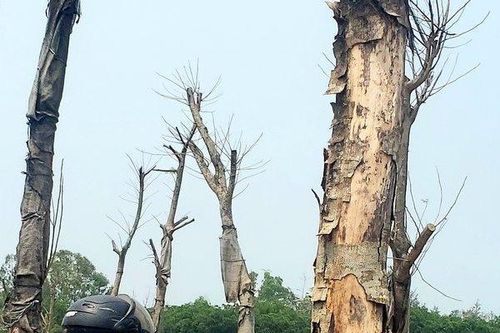 Phản cảm những cây phượng trụi lá, tróc vỏ ngay cửa ngõ vào TP.Huế
