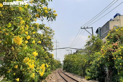 Hoa huỳnh liên vàng rực dưới nắng Sài Gòn