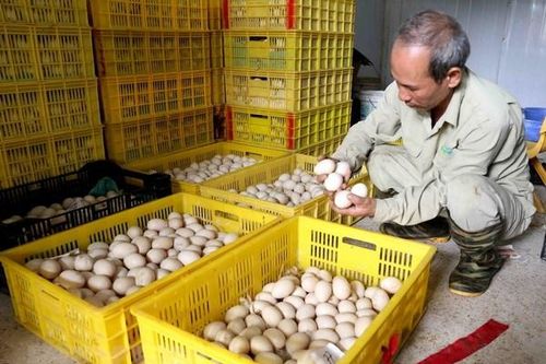 Nguồn cung dồi ào, sức mua giảm làm giá trứng gia cầm liên tục rớt giá