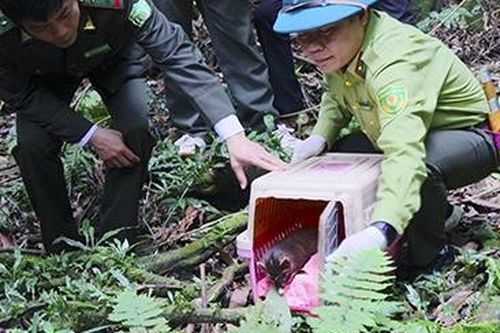Bạn muốn tận thấy tái thả động vật hoang dã về rừng ?