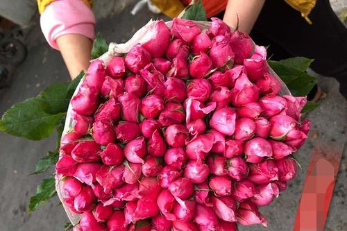 Hoa hồng lại rẻ như cho, ngồi nhà chốt bán 4 vạn bông/ngày