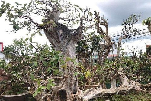 Những màn sang tay ổi bonsai dáng 'kỳ quái' khiến đại gia chơi cây cảnh mê mẩn