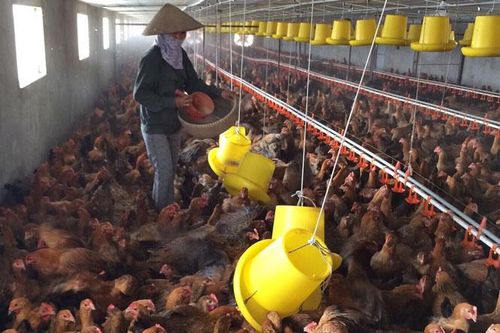 Xây dựng vùng an toàn dịch bệnh trong chăn nuôi: ''Chìa khóa'' để phát triển bền vững