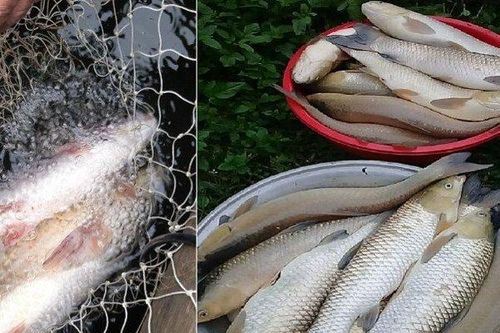 Người dân khốn đốn vì cá chết bất thường trên Sông Mã