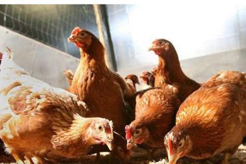 Người bán lan đột biến phải nộp thuế, giá gà tăng nhưng người nuôi 'không vui'