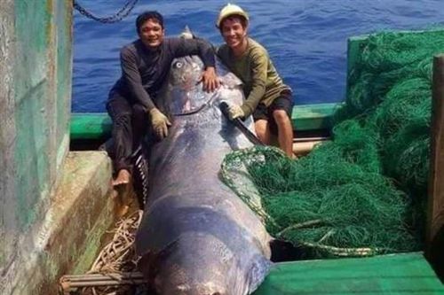 Ngư dân đánh bắt được cá cờ nặng hơn 550 kg