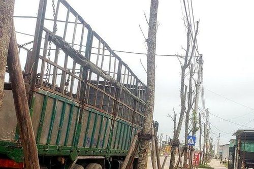 Thêm dự án nhiều cây xanh tróc vỏ, trụi lá phản cảm ở Huế